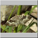 Epirrhoe rivata - Weissbinden-Labkrautspanner 02.jpg